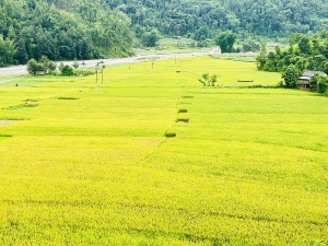 गुल्मीमा धान उत्पादन बढ्यो