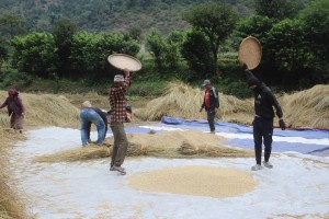      ‘गौरिया’ चामलको माग बढ्दो, खेती घट्दो   