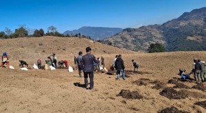 बाँझो जग्गामा सामूहिक आलुखेती