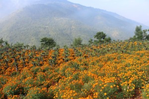 ड्रागन फ्रुटसँगै सयपत्री फूलको खेती        