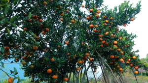 नवलपुरमा नौ करोडको सुन्तला उत्पादन        