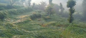 सिनाले धानबाली नष्टहुँदा कृषक चिन्तित   