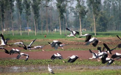 संरक्षणको प्रतीक्षामा पर्यापर्यटनको अनुपमस्थल पुरैनी ताल       