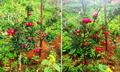 एकै वर्षमा स्याउ फलेपछि किसान उत्साहित       