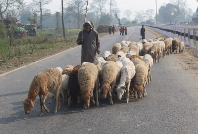 बिक्री भएन ऊन, विस्थापित हुने जोखिममा ‘भेडिहार’