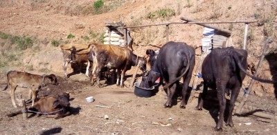 पाँच हजार गाईभैँसीलाई ‘लम्पीस्किन’को औषधि   