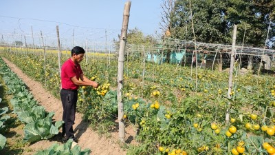 तरकारीखेतीबाट सात लाख आम्दानी