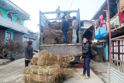 चिराइतोको मूल्य बढ्दो, उत्पादन घट्दो     