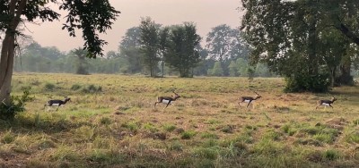 बर्दियामा बढ्दै कृष्णसार