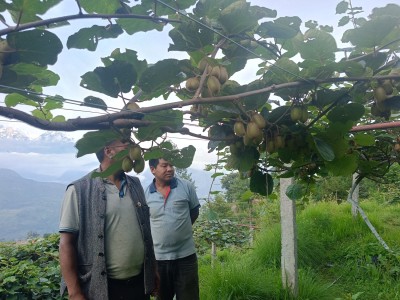 मकै र कोदो खेतीको विकल्पमा किबी   