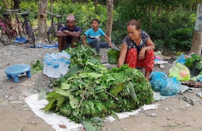 निगुरोको माग बढेसँगै मोरङका स्थानीय व्यापारमा व्यस्त   