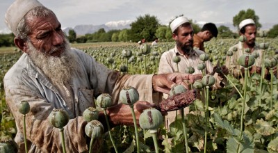 तालिबानको प्रतिबन्धपछि अफगानिस्तानमा अफिमको उत्पादनमा ९५ प्रतिशतले गिरावट   