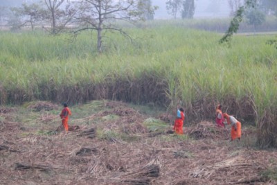 नगदेबालीको पहिचान बनाउँदै उखुखेती        