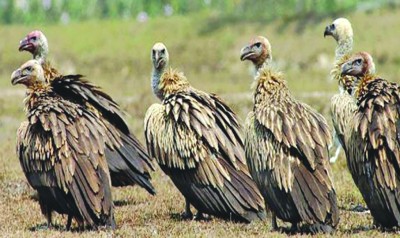 गिद्धका संख्या घट्दा हैजाका बिरामी बढे       