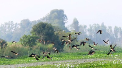 कैलाली-कञ्चनपुर आइपुगे साइबेरियाका चरा         