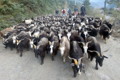 घट्यो खसी च्याङ्ग्राको मूल्य   