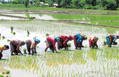 मधेस प्रदेशमा नौ प्रतिशत मात्र धान रोपाइँ       