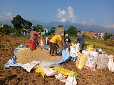 पाल्पामा धान उत्पादन बढेपछि किसान उत्साहित        