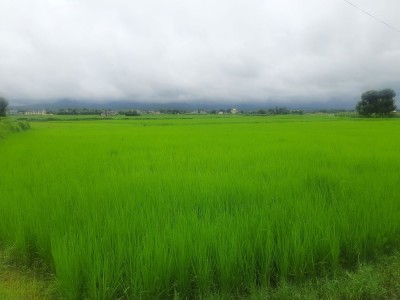 लोपोन्मुख रैथाने‘तिल्की’ धान संरक्षण     