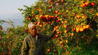 सुन्तला खेतीमा रमाएका पूर्व शिक्षक        