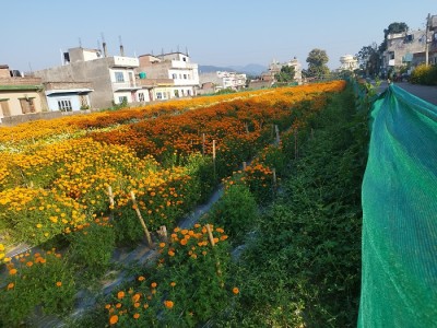 ढकमक्क फुल्न थाले तिहार लक्षित सयपत्री