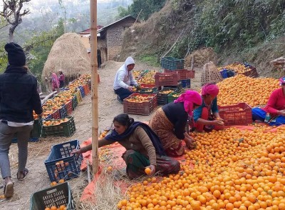 बागलुङमा सुन्तलाखेतीप्रति आकर्षण बढ्दै   