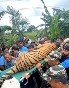 हात्ती परिचालन गरी बाघ नियन्त्रणमा       