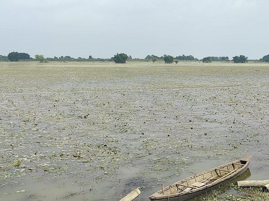 बाढीपीडित किसानको गुनासो- स्याहार्ने बेलाको धान बाढीले लग्यो, अब के गर्ने थाहा छैन   