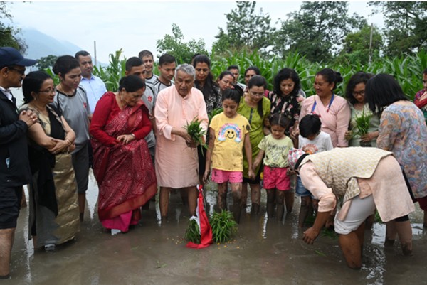 शीतल निवासमा धान रोपाइँ   