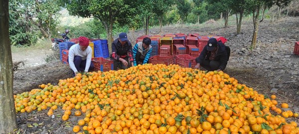 गाउँमा करोडौँको सुन्तला, बजार पुर्‍याउन गाह्रो   