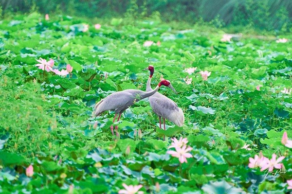 कान्तितालमा मोटरबोट सञ्चालनले चराको बासस्थान सङ्कटमा पर्ने