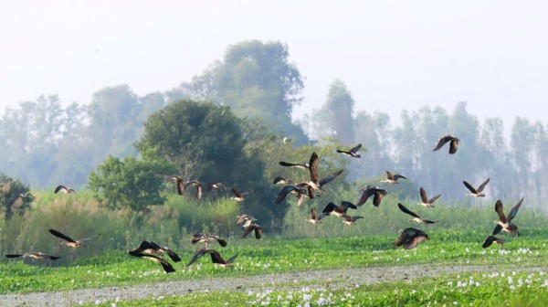 कैलाली-कञ्चनपुर आइपुगे साइबेरियाका चरा         