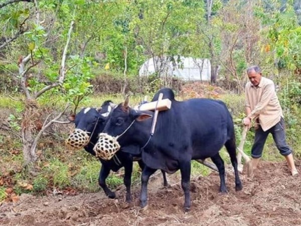 अनुदानमा आधुनिक हलोको ताँती, किसानलाई हल गोरु नै जाति      