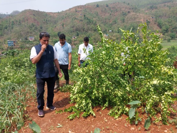 हावाहुरीले कागती खेती नष्ट   