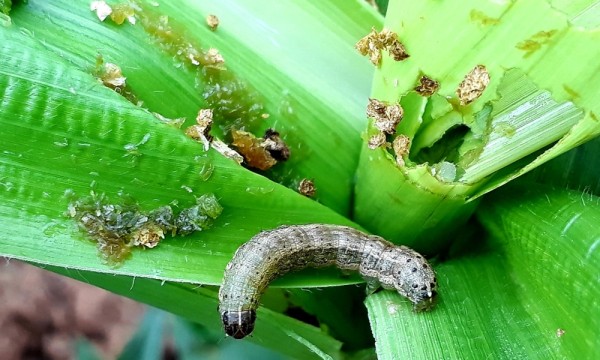 खडेरी र फौजी किरोको प्रकोपले मकै बालीमा क्षति   