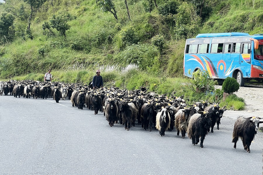 च्याङ्ग्रा व्यापारीको यात्राः रारादेखि फेवा तालसम्म   