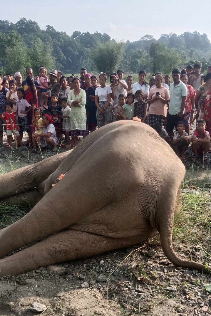 खोला किनारमा मत्ता हात्ती मृत भेटियो       