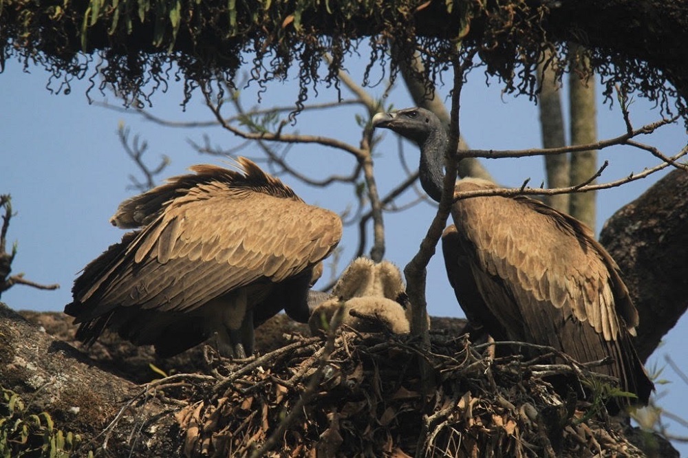 गिद्धका लागि वासस्थान गम्भीर चुनौती बन्दै