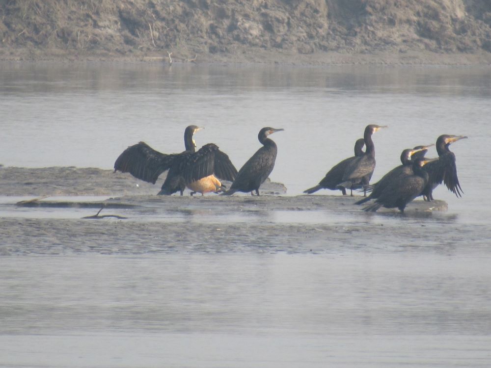 कोशीटप्पुमा चराको सङ्ख्या घट्यो       