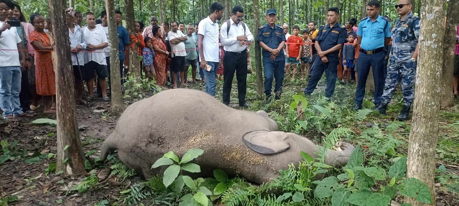 मोरङको बेलबारीमा हात्ती मृत फेला   