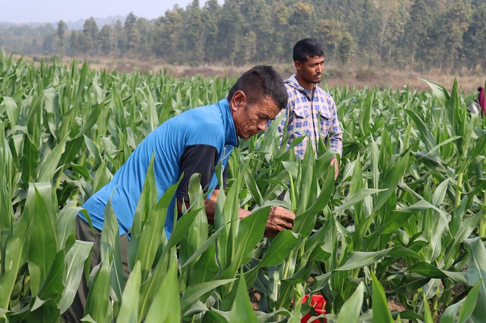 मकैको बीउ उत्पादन गर्दै हरिहरपुरगढी