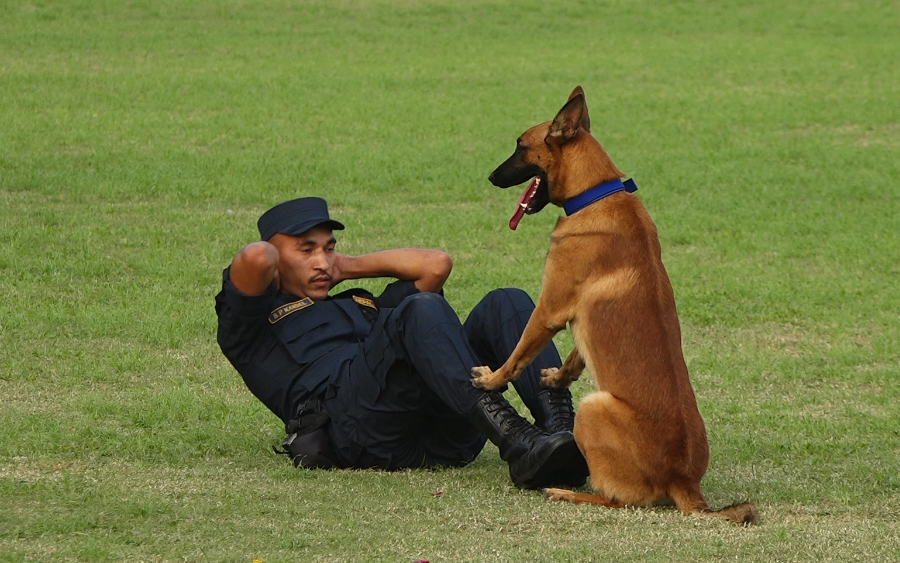 Police-Dog-2-1729156634.jpg