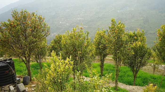 तापक्रम वृद्धिको असर सुन्तलाखेतीमा