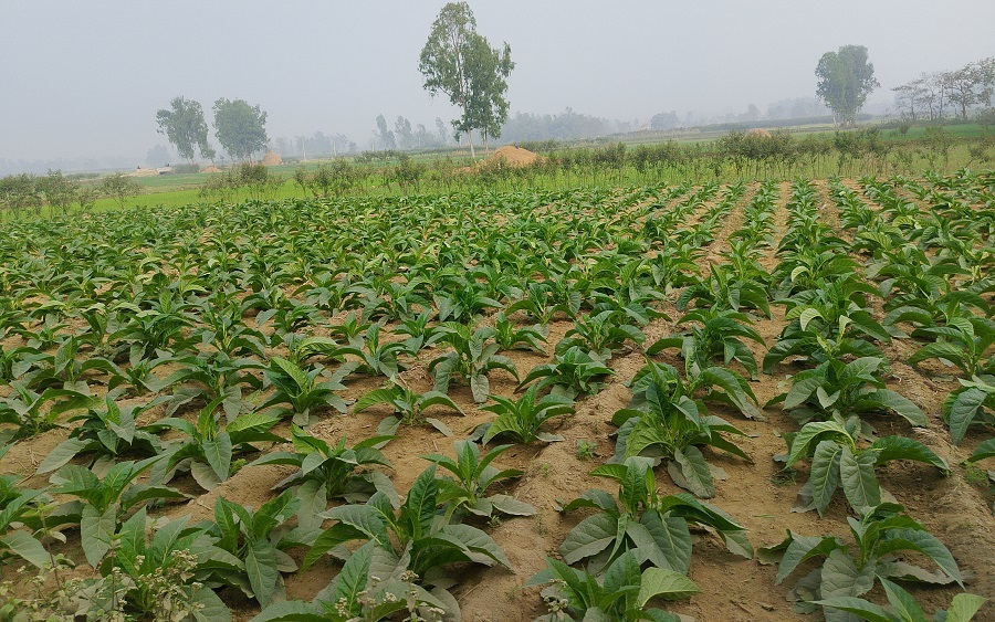 महोत्तरीमा आम्दानीको आकर्षक माध्यम बन्दै सुर्तीखेती