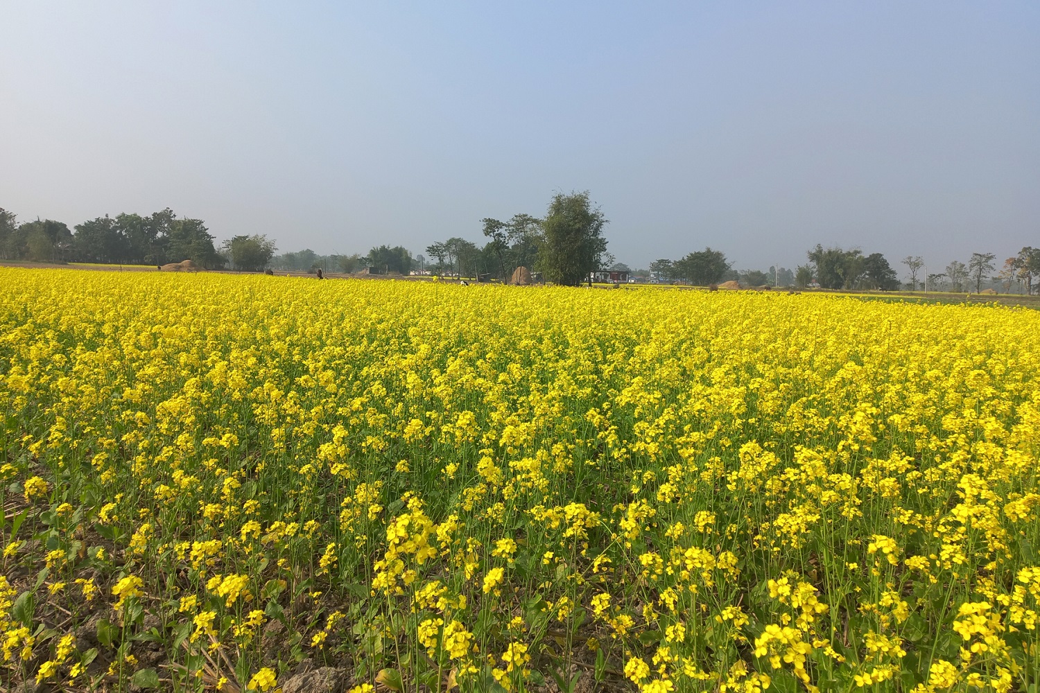 झापाको एउटै पालिकामा २५ सय बिघामा तोरी खेती