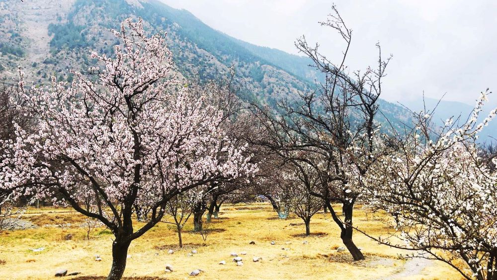 मुस्ताङको शीतोष्ण फलफूल बगैँचामा यसवर्ष ढिलो फूल फुल्दा...        