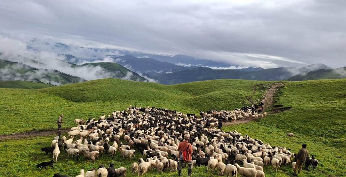 चरिचरन क्षेत्रमा भेंडा