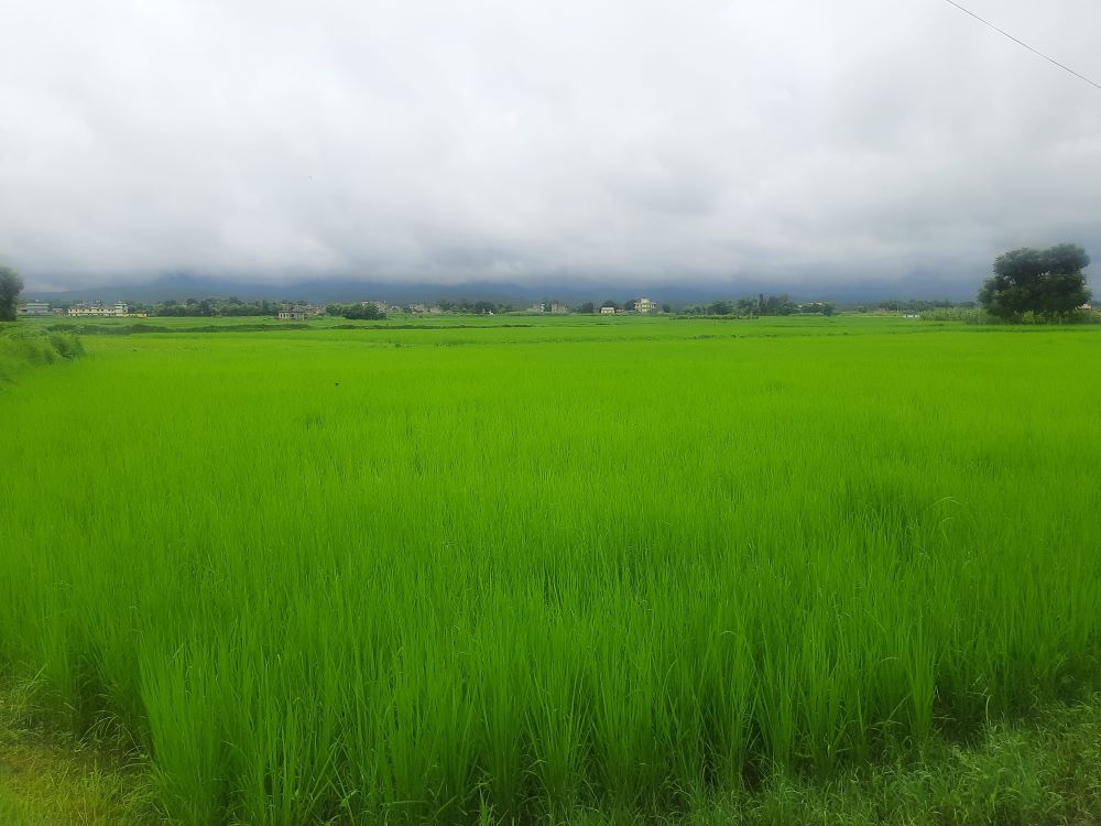 लोपोन्मुख रैथाने‘तिल्की’ धान संरक्षण     