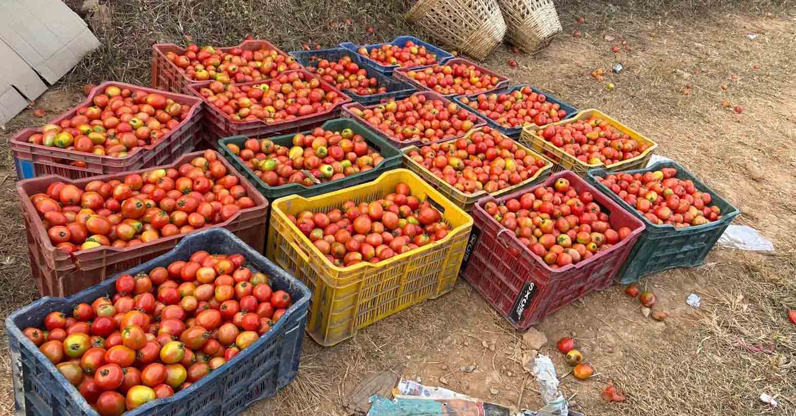 गोलभेँडामा भेटियो अत्यधिक विषादी    