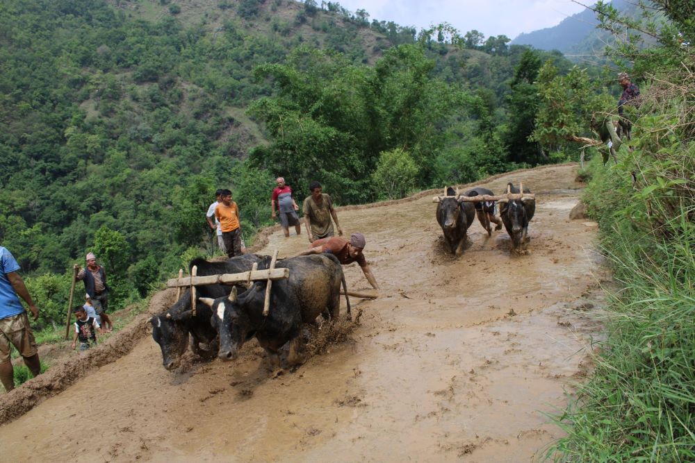 मुलुकभर ३८ प्रतिशत रोपाइँ सम्पन्न       